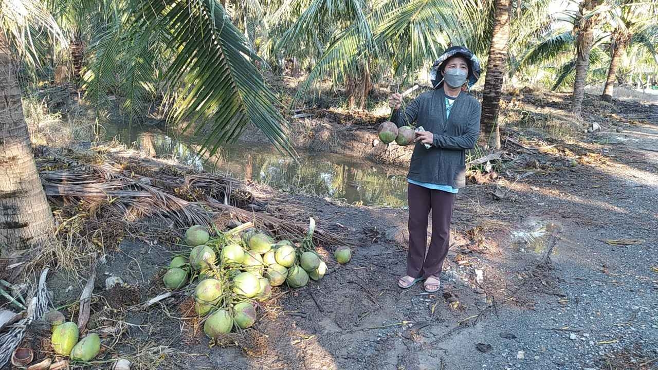 ชาวสวนนครปฐมสุดระทม ถูกโจรแสบย่องลักตัดมะพร้าว หายหมดสวน 1.5 หมื่นลูก
