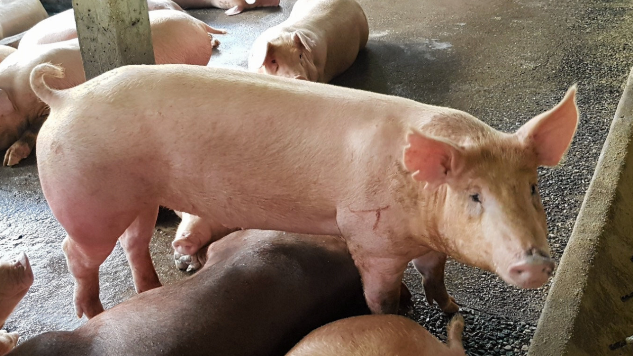 เคาะ 574 ล้าน จ่ายชดเชยทำลายหมูโรค ASF คาดปีนี้ไทยผลิตวัคซีนที่แรกของโลก