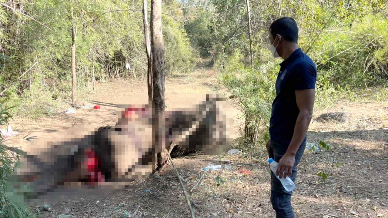 ช้างสลักพระรถชนตาย พบกระดูกขาหน้าหักละเอียด เลือดคั่งในกะโหลกและหัวใจ