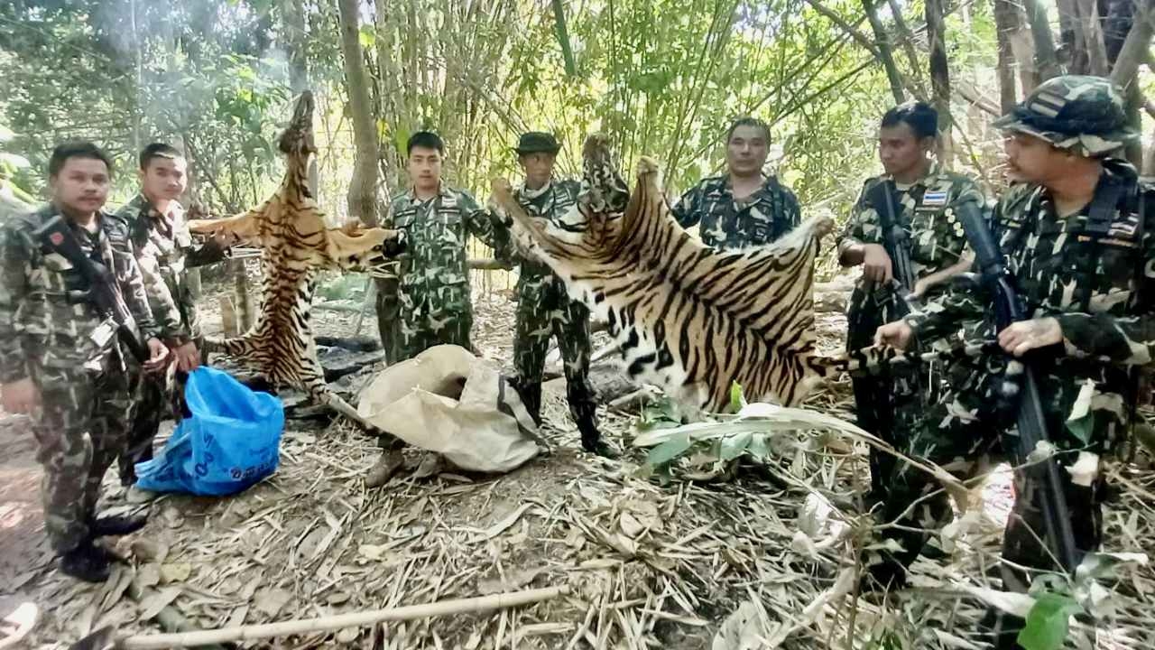 ล่าพรานใจบาปยิงเสือโคร่งในเขตอุทยานฯ ยืดซากได้ 2 ตัว พบหนีไปหวุดหวิด