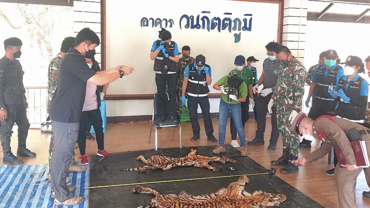 จับแล้ว 5 พรานโหด ฆ่าเสือโคร่ง 2 ตัว ยึด-เคลียร์วุ่น ปืนยาว อปพร.