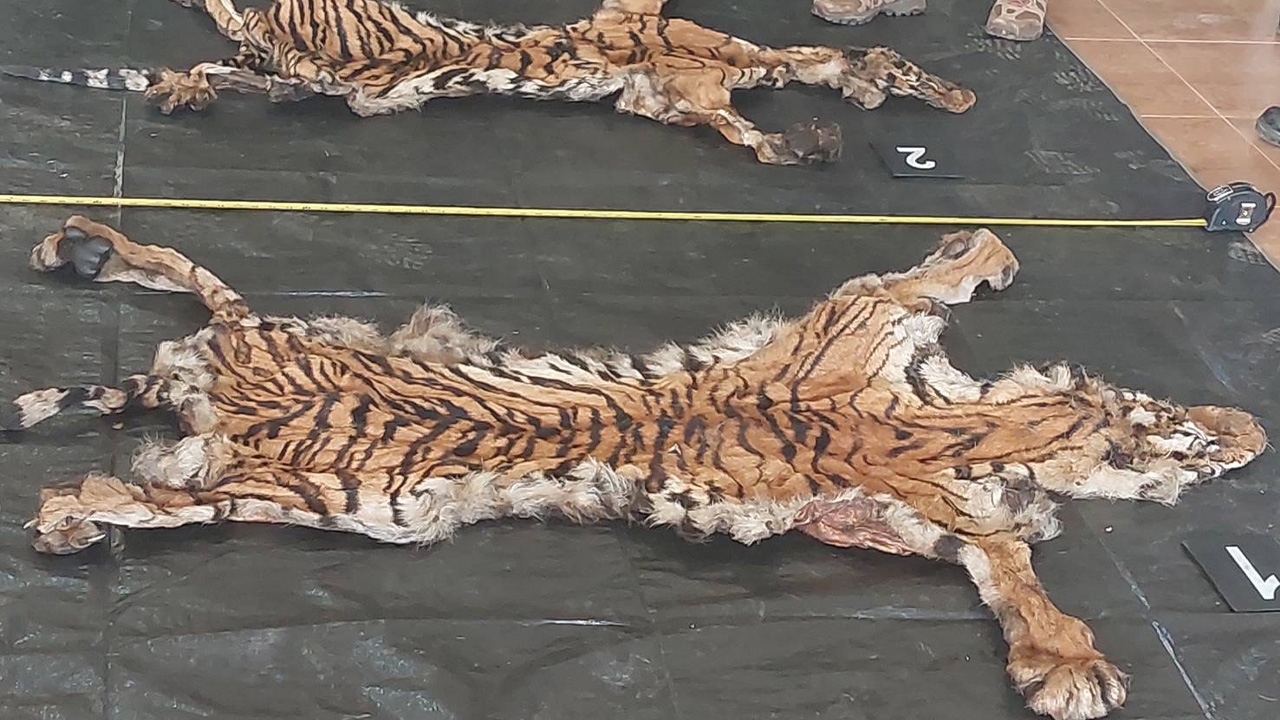 รู้ตัว 5 พรานโหด "ฆ่าเสือโคร่ง" ลือหึ่งวิ่งเต้นหาผู้ใหญ่ช่วยเรื่องปืนของกลาง