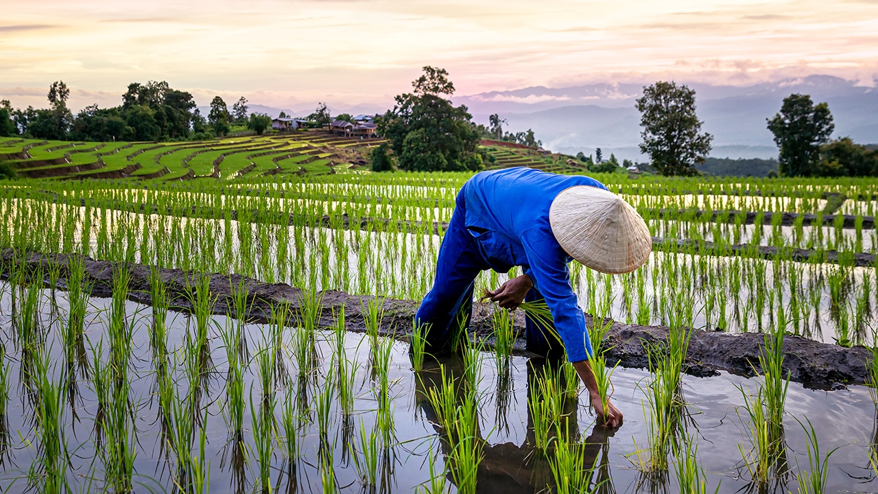 วัฏจักรข้าวไทยตกต่ำ ชาวนาจนพ่อค้ารวย