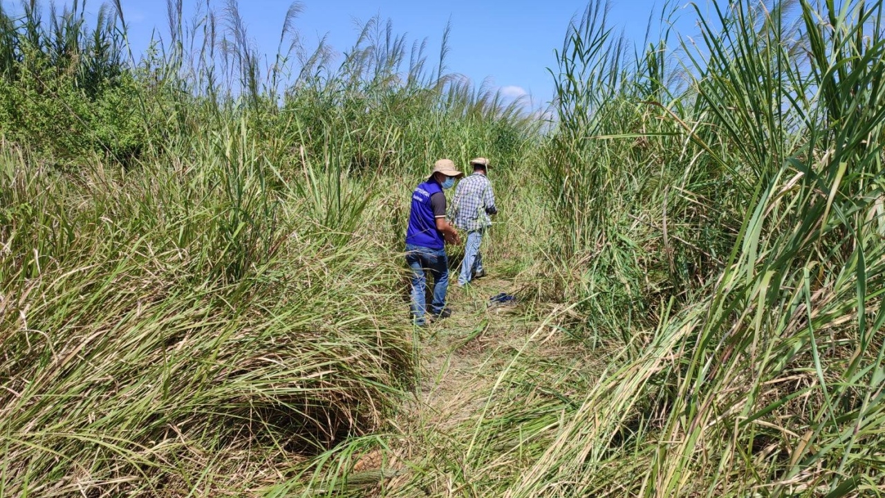 ช้างป่าแก่งหางแมวดุ กระทบชาวบ้านเก็บดอกแขม ร่างแหลกตายคาอ่างเก็บน้ำ