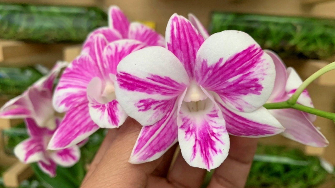 กล้วยไม้ด่าง ที่แอร์ออร์คิดส์ซุปเปอร์มาร์เกตกล้วยไม้ แห่งแรกของเมืองไทย