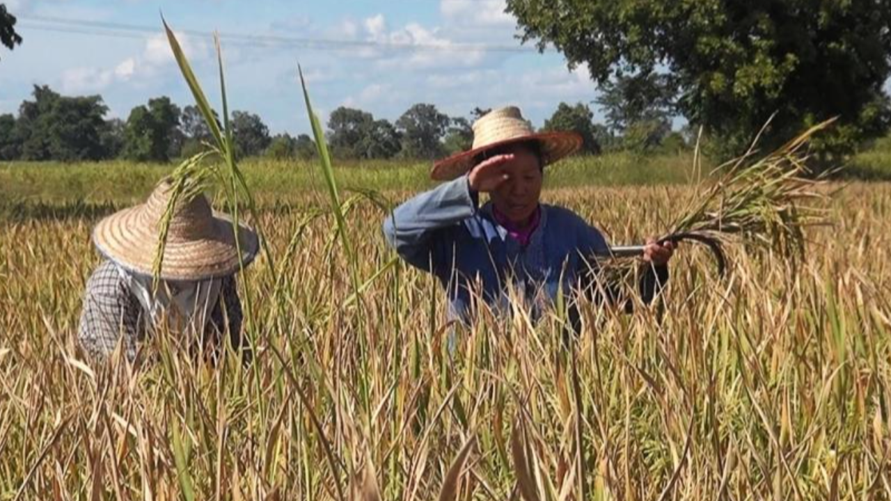 ครม.จ่อ ผลักดันวงเงินประกันรายได้เกษตรกร ผู้ปลูกข้าว ปี 2564/65 วันนี้