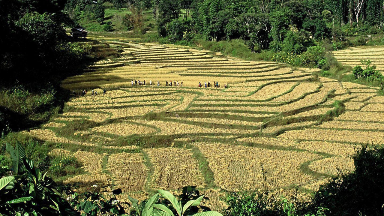 ครม.ไฟเขียว คงภาษีที่ดินและสิ่งปลูกสร้างปี 65-66 ลดผลกระทบจากโควิด-19
