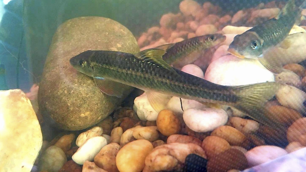 “ปลาพุด” กิโลเฉียดพัน กรมประมงเพาะขยายพันธุ์ได้