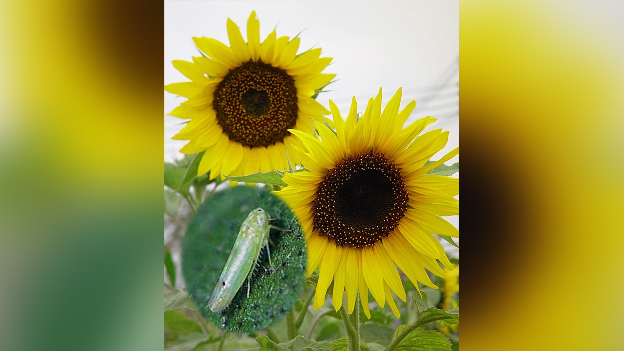 ทานตะวันระวังเพลี้ยจักจั่นฝ้าย