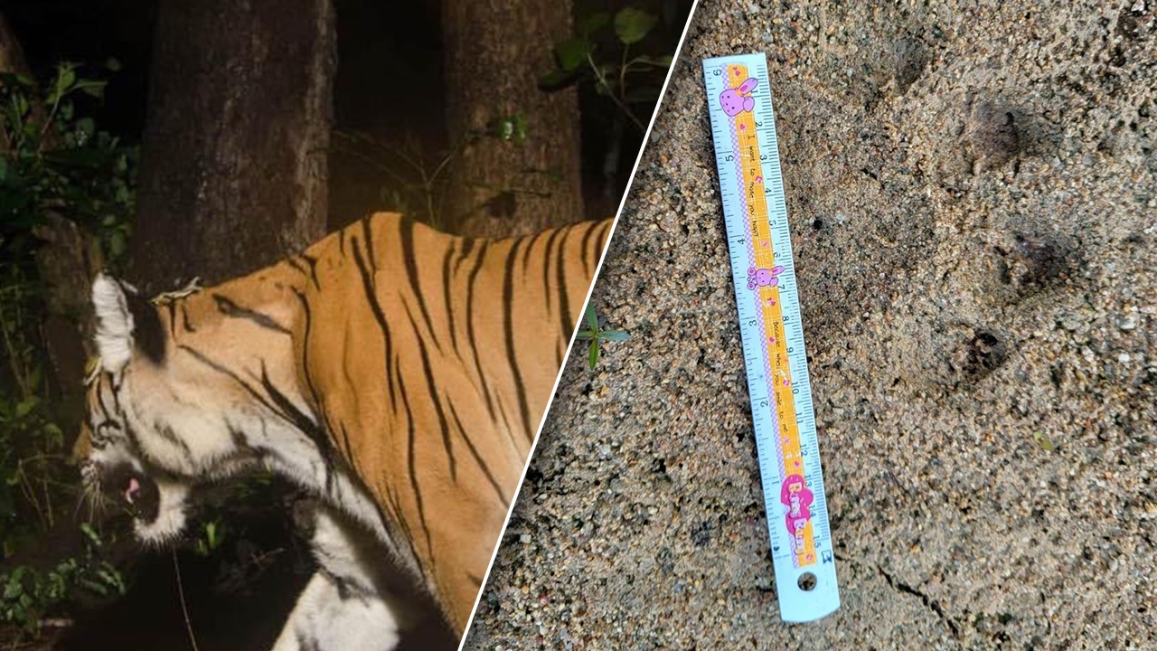 ครบหนึ่งสัปดาห์ ยังจับไม่ได้ "เสือโคร่งวิจิตร" เจอแต่รอยเท้า ชาวบ้านผวา