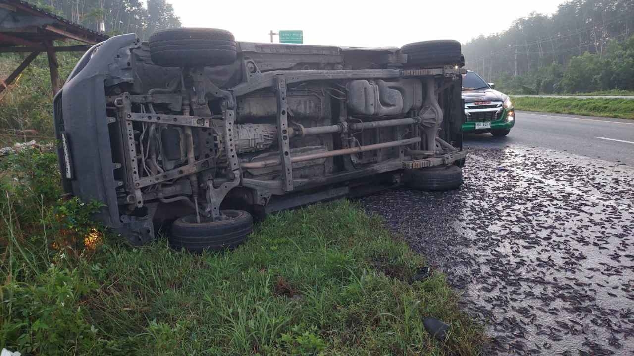 กระบะส่งลูกปลาดุกคว่ำที่เมืองคอน ตายเกลื่อนถนนนับแสน คนขับกับน้องปลอดภัย