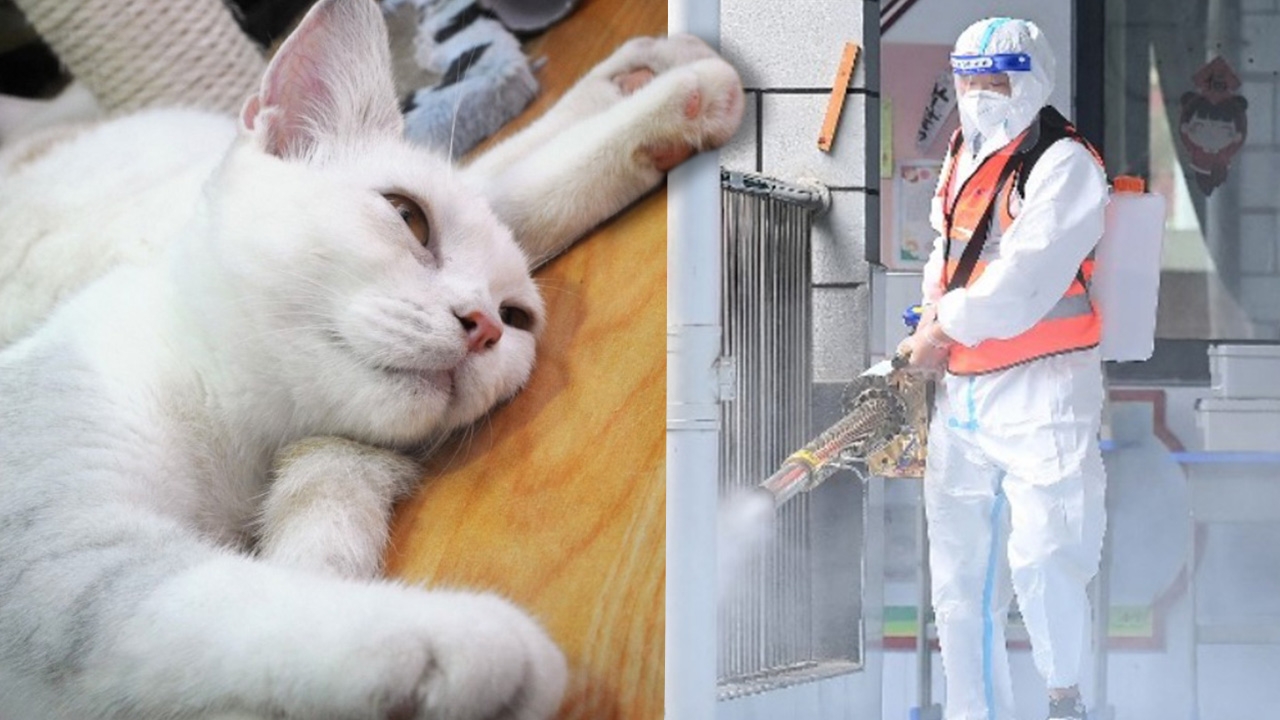 การุณยฆาต หรือ ทารุณฆาต คนรักสัตว์เดือด สัตว์เลี้ยงต้องถูกฆ่าสกัดโควิด