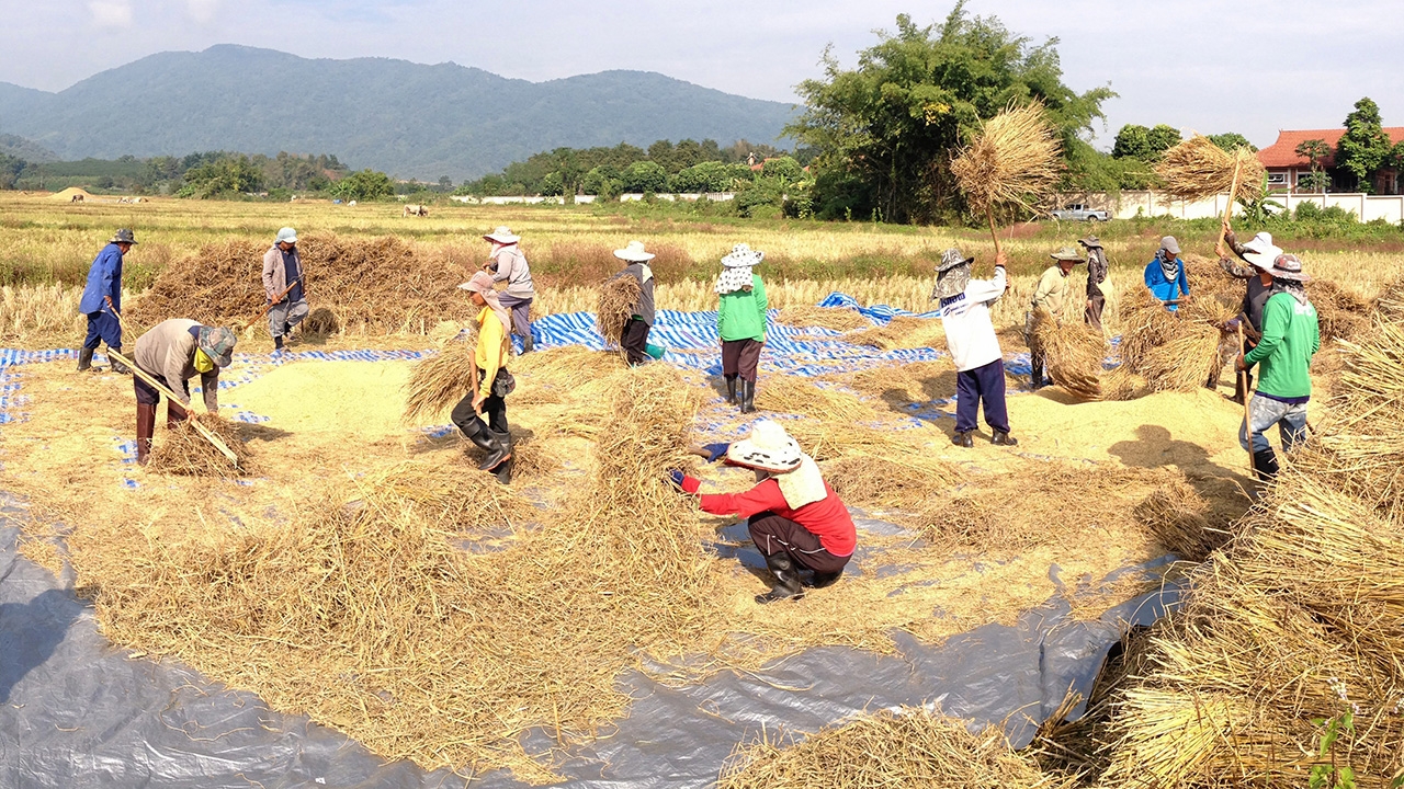 แผนเพาะปลูกพืชฤดูแล้ง 64/65 กำหนดพื้นที่ไว้แค่ 11.65 ล้านไร่