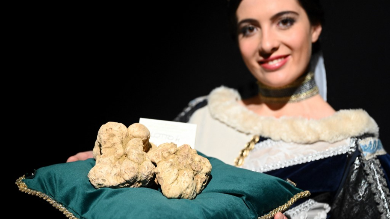 อิตาลีประมูลเห็ดทรัฟเฟิลขาวยักษ์ ทุบราคาเกือบ 4 ล้านบาท