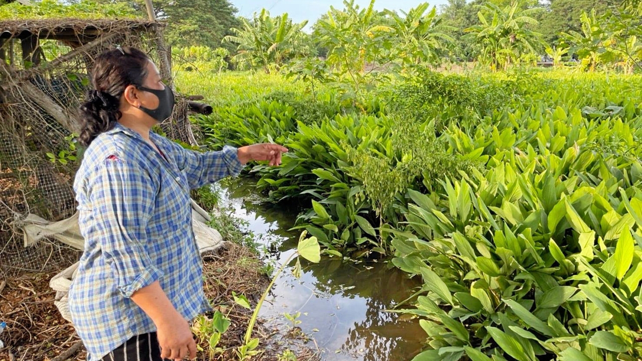 กรมส่งเสริมการเกษตร แนะวิธีกู้แปลงผักหลังน้ำลด