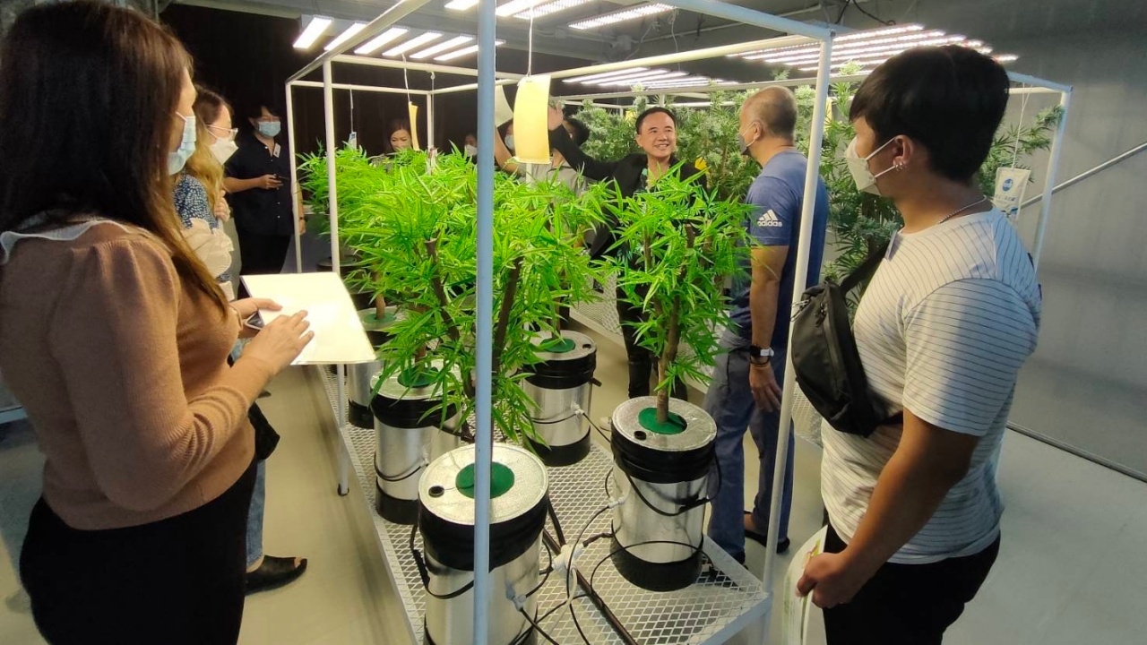 เกษตรเมืองนนท์ จับมือ Thai Herb Centers ติวเข้มปลูกกัญชง กัญชา ถูกต้อง