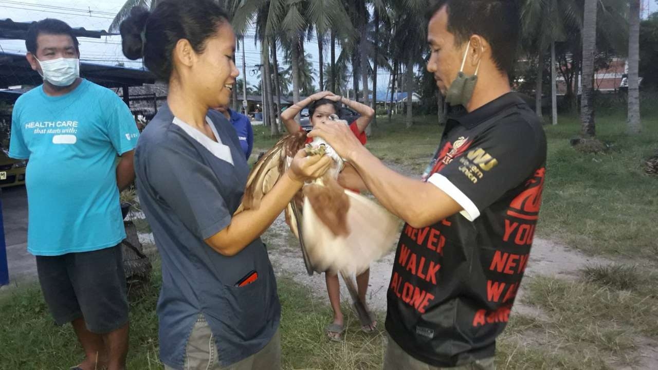 จับแล้วเหยี่ยวแดงเกเร ระรานชาวบ้านบางพระ ส่งไปดูแลที่ศูนย์อนุรักษ์สัตว์ฯ