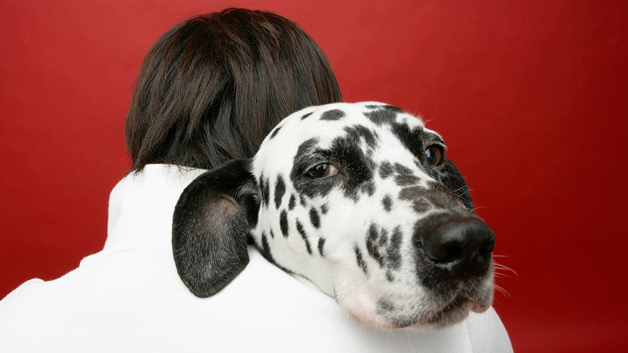 สุนัขบำบัด