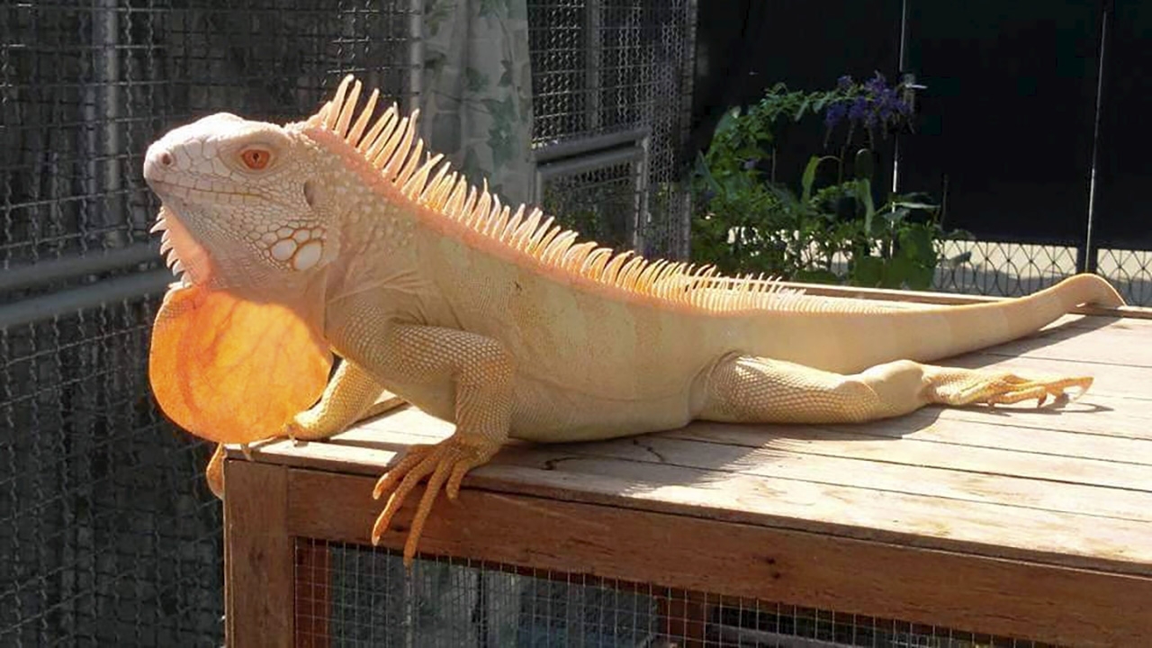 EXOTIC PET สัตว์เลี้ยงสุดทึ่ง อาชีพเสริมหล่อเลี้ยงช่วงโควิด