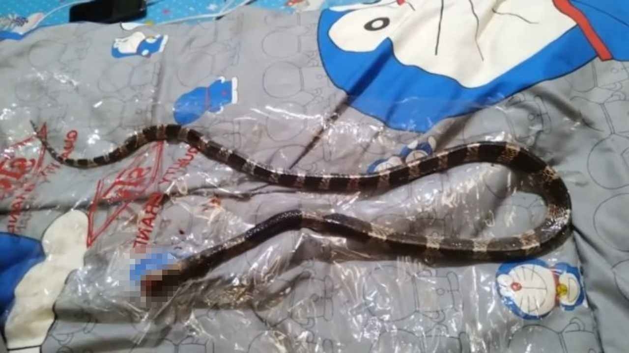 สาวสุรินทร์โชคดี งูทับสมิงคลาเลื้อยบนที่นอน เห็นผ่านขาลูกเอาไม้ตีทัน 