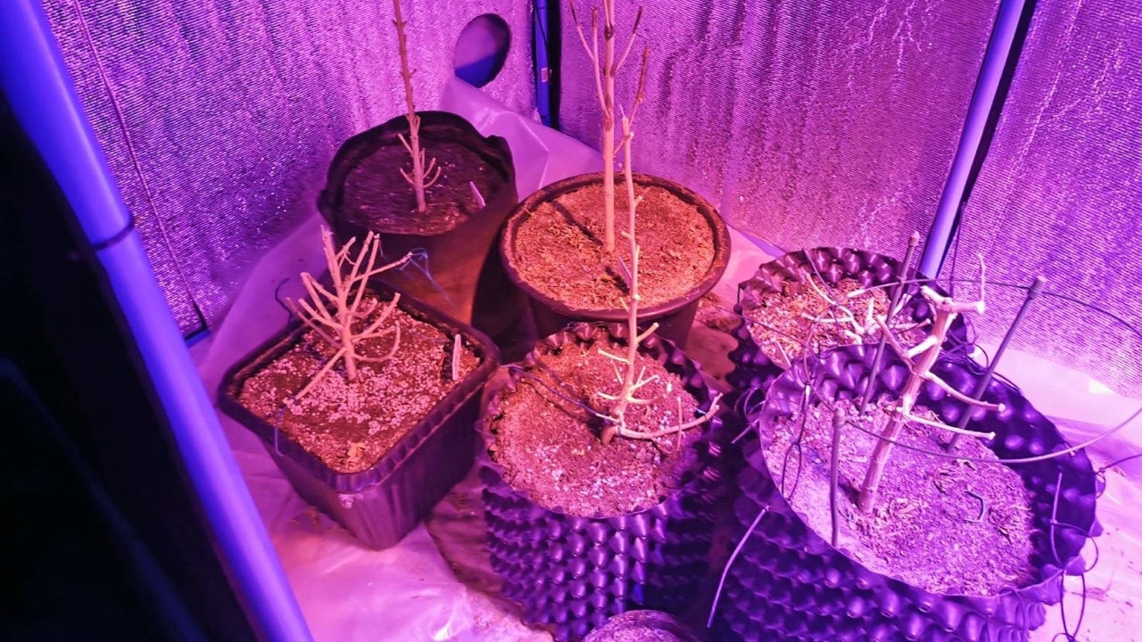 บช.น.บุกทลายแก๊งกัญชาออนไลน์