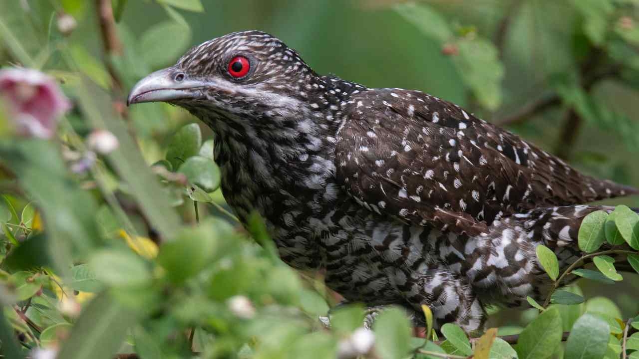 ฝันเห็นนกแต่ละพันธุ์ มีความหมายอย่างไรบ้าง
