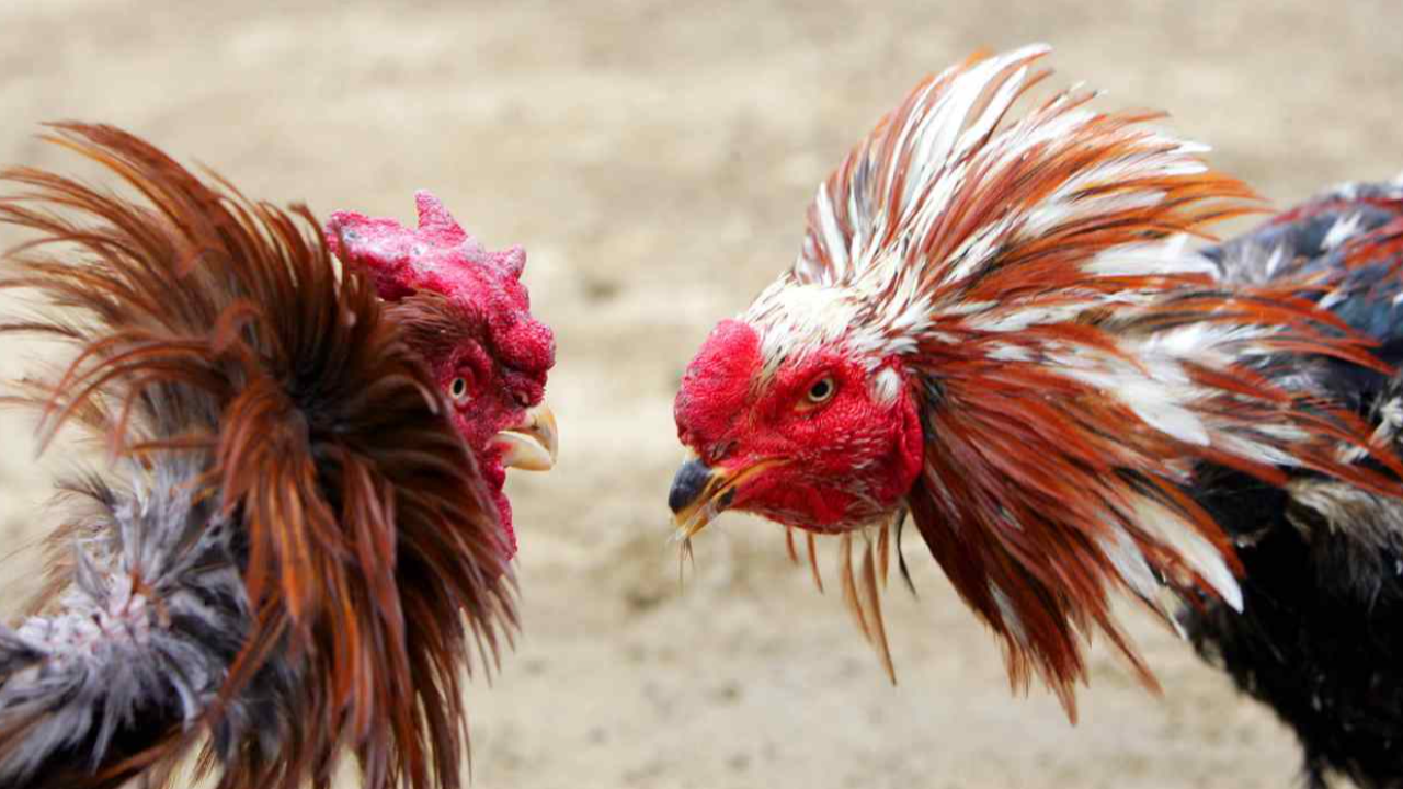 ฝันเห็นไก่เยอะมาก มีความหมายว่าอย่างไร