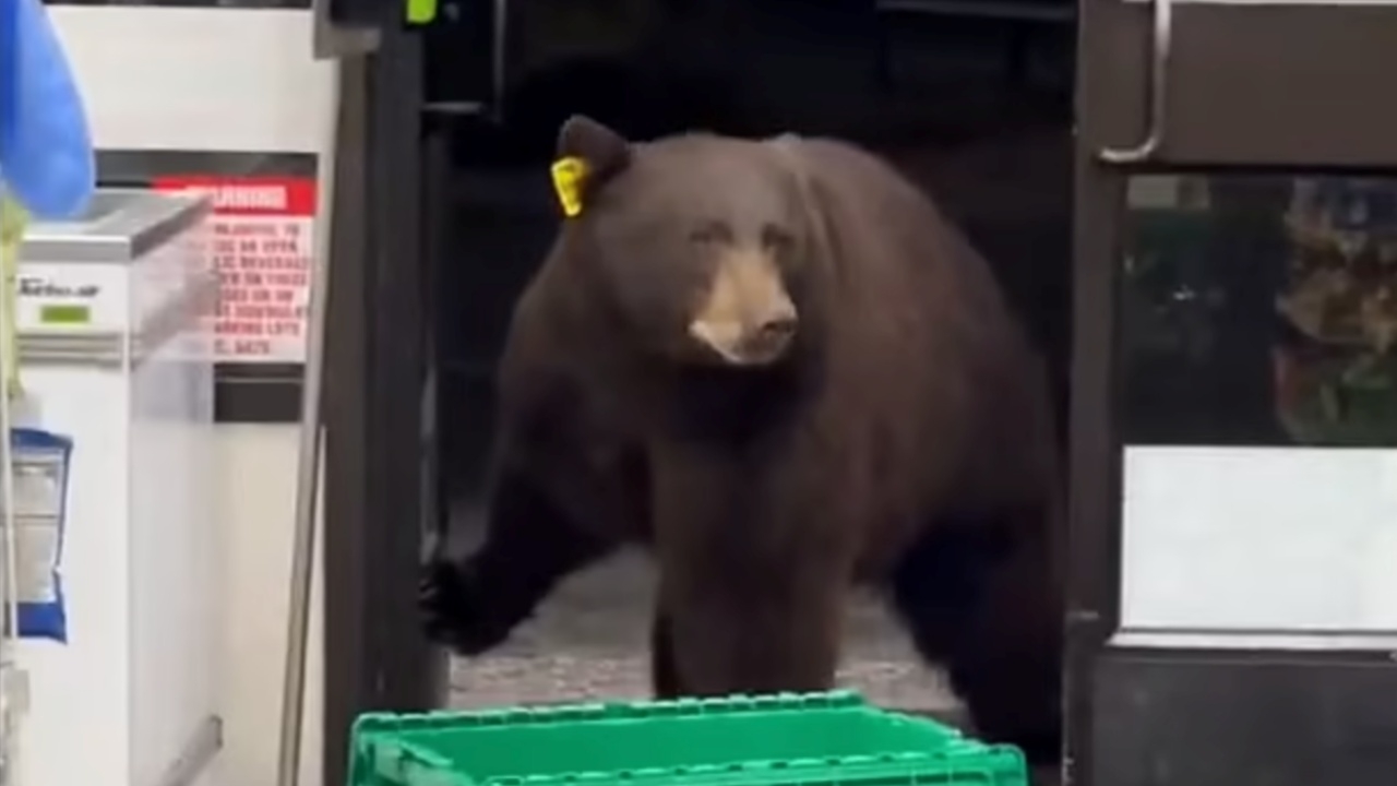 'มาเซเว่นเอาไรมั้ย' พนักงานสาวกรี๊ดลั่น หมียักษ์บุกร้าน กดเจลฆ่าเชื้อ (คลิป)