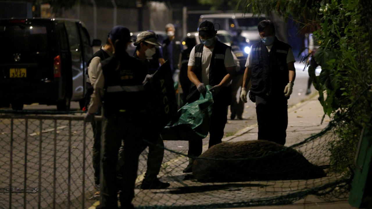 ฮ่องกงเร่งกำจัดหมูป่าบุกเข้าเมือง สร้างความเดือดร้อนให้ประชาชน