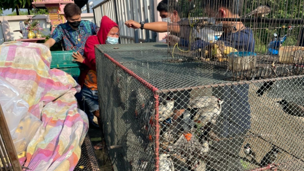 "พญาเสือ" ล่อจับแก๊งค้าสัตว์ป่า เสนอขายนกกรงหัวจุกผ่านเฟซบุ๊ก 