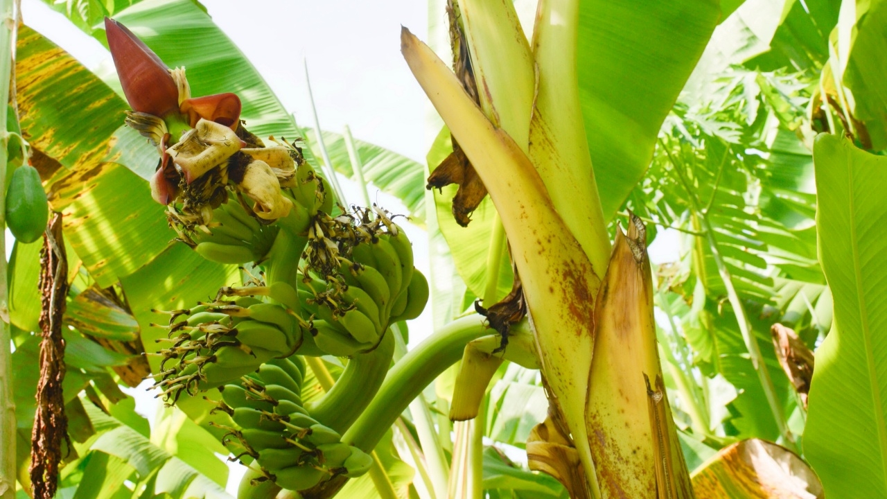 คอหวยรุมส่อง "กล้วยไข่ประหลาด" เจ้าของเชื่อมาให้โชค ไม่ผิดหวังได้เลขเด็ด