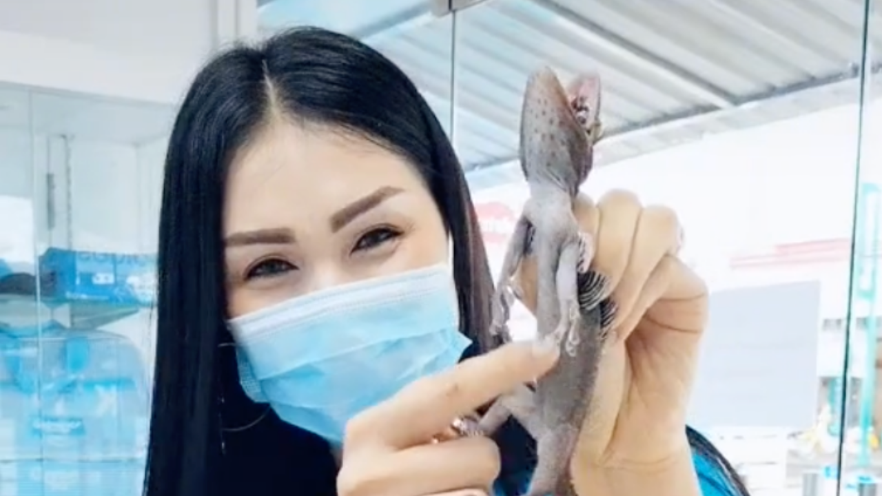 สาวสวยสุดแกร่ง จับตุ๊กแกมือเปล่า แถมใช้นิ้วจิ้มพุงแบบเอ็นดู (คลิป)