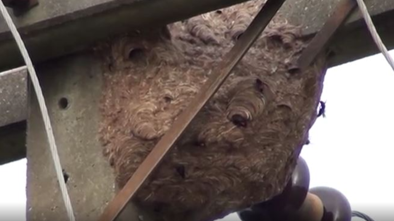 ผวาทั้งหมู่ "ต่อหัวเสือดุ" ทำรังบนเสาไฟ ไล่ต่อยชาวบ้าน-หมายังไม่เว้น