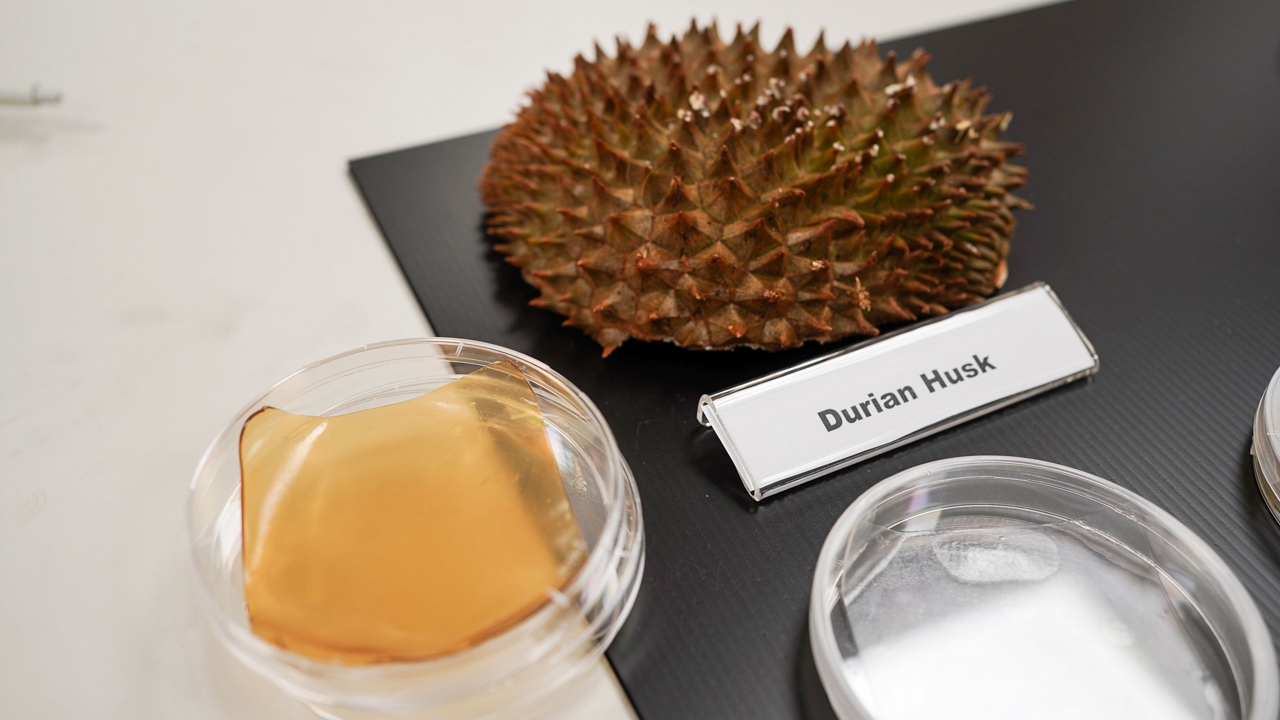 เปลี่ยนเปลือกทุเรียนเหลือทิ้ง เป็นวัสดุปิดแผลต้านเชื้อแบคทีเรีย