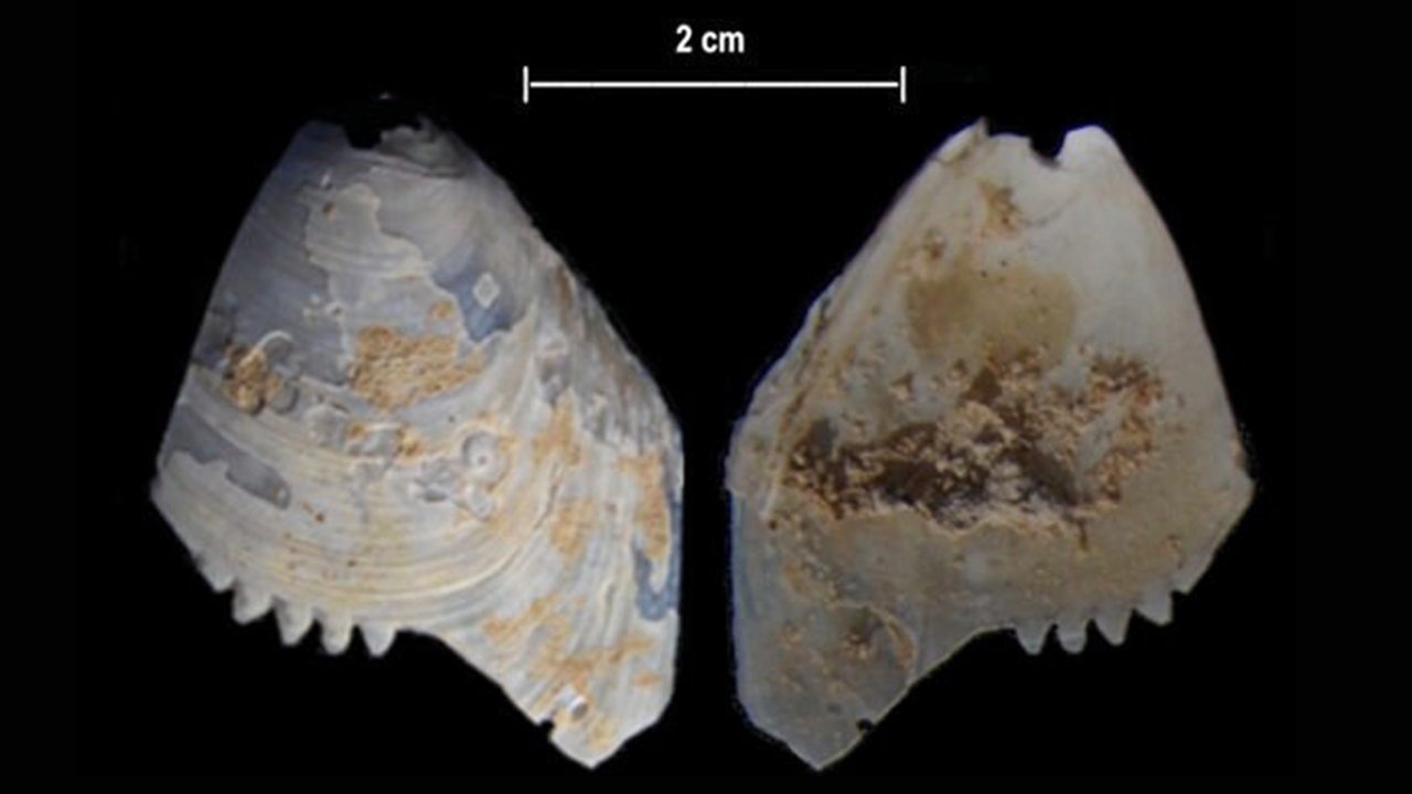 การค้นพบสิ่งประดิษฐ์หายากมาก พบในแม่น้ำเมอร์เรย์