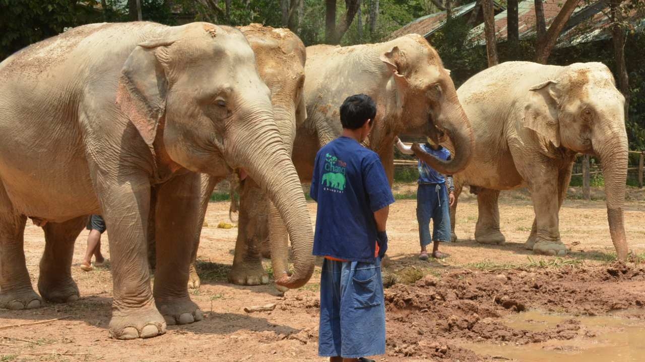ช็อก "ปางช้างแม่สา" ปิดไม่มีกำหนด ผู้บริหารอ้างหมดเงินทุน-พิษโควิด-19