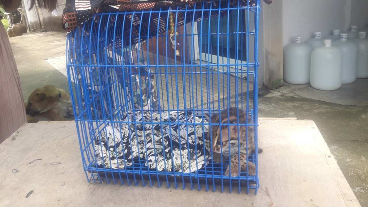 พบลูกแมวดาวตัวน้อยพลัดหลงแม่ อยู่ในสวนผลไม้ที่กระบี่ จนท.รับไปดูแลแล้ว