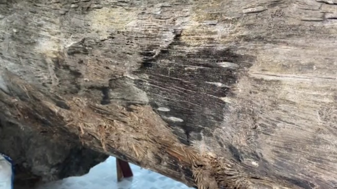 เชื่อให้โชคหลายงวด ชาวบ้านแห่ขอเลขเด็ด "เจ้าแม่ศรีทอง" ต้นตะเคียนยักษ์