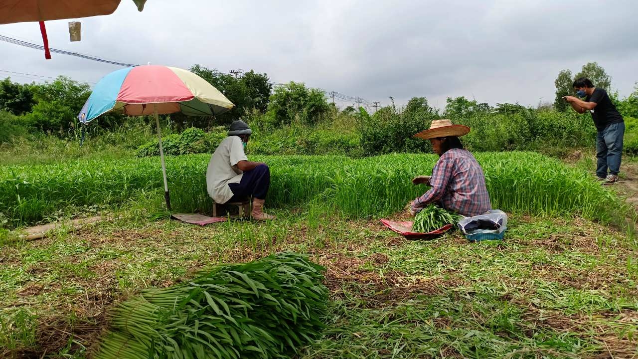 ใกล้เทศกาลกินเจ เกษตรกรนครสวรรค์เร่งเก็บผักส่งขาย เผยได้ราคาดีสุดช่วงนี้