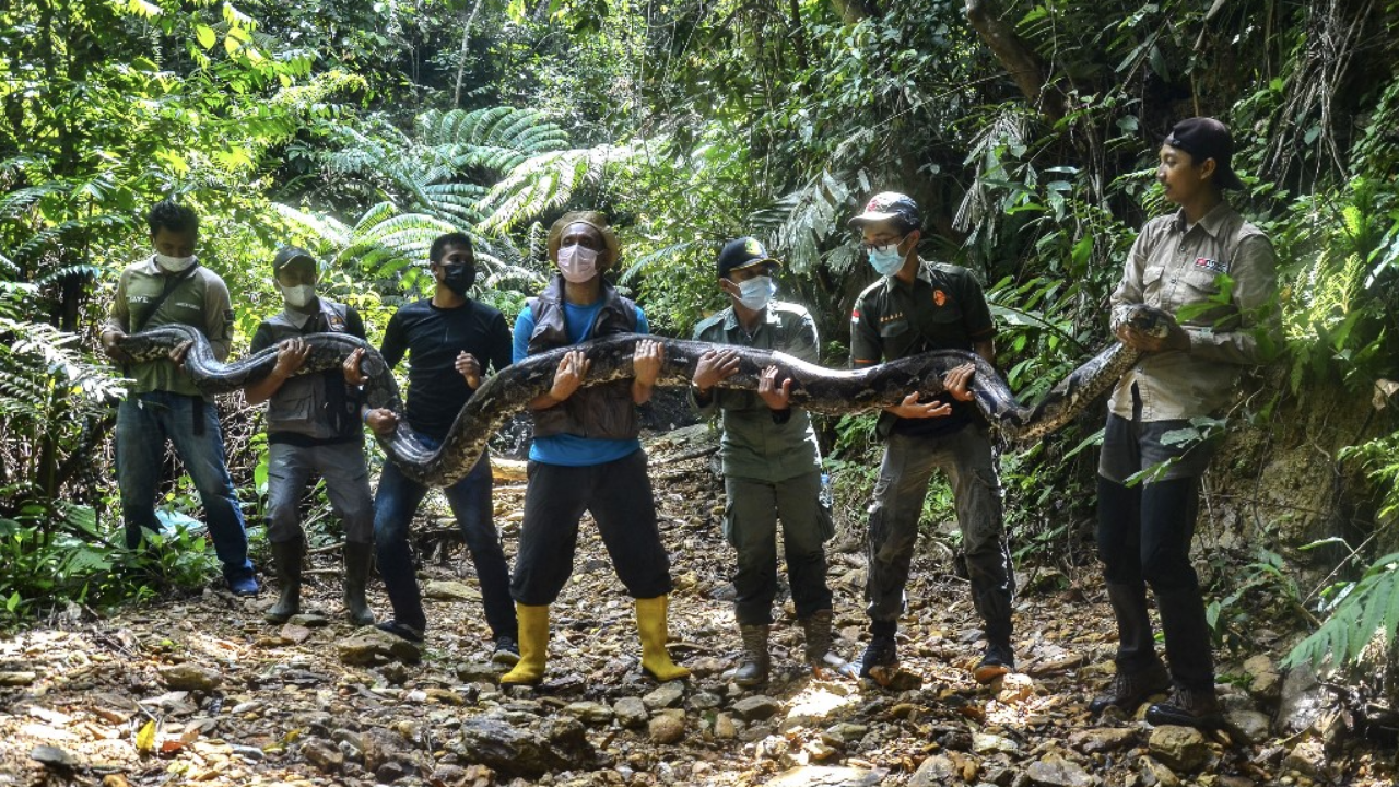 ตะลึง หน่วยพิทักษ์ป่าอินโดฯ จับงูเหลือมยักษ์ 9 เมตรในป่าทาง ตต.ของประเทศ