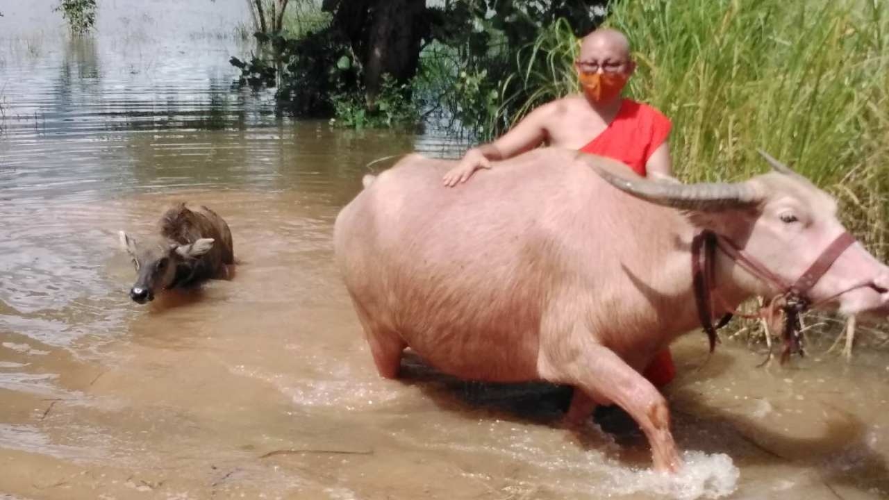 ปศุสัตว์รุดช่วยเหลือ ฝูงควายเผือก 6 ตัว หนีตายจากน้ำท่วมวัดดังสุโขทัย 