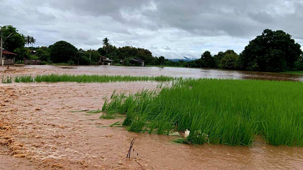 น้ำท่วม อ.เถิน หลังลำปางฝนตกน้ำล้นตลิ่งเอ่อท่วมนาข้าวที่กำลังตั้งท้อง