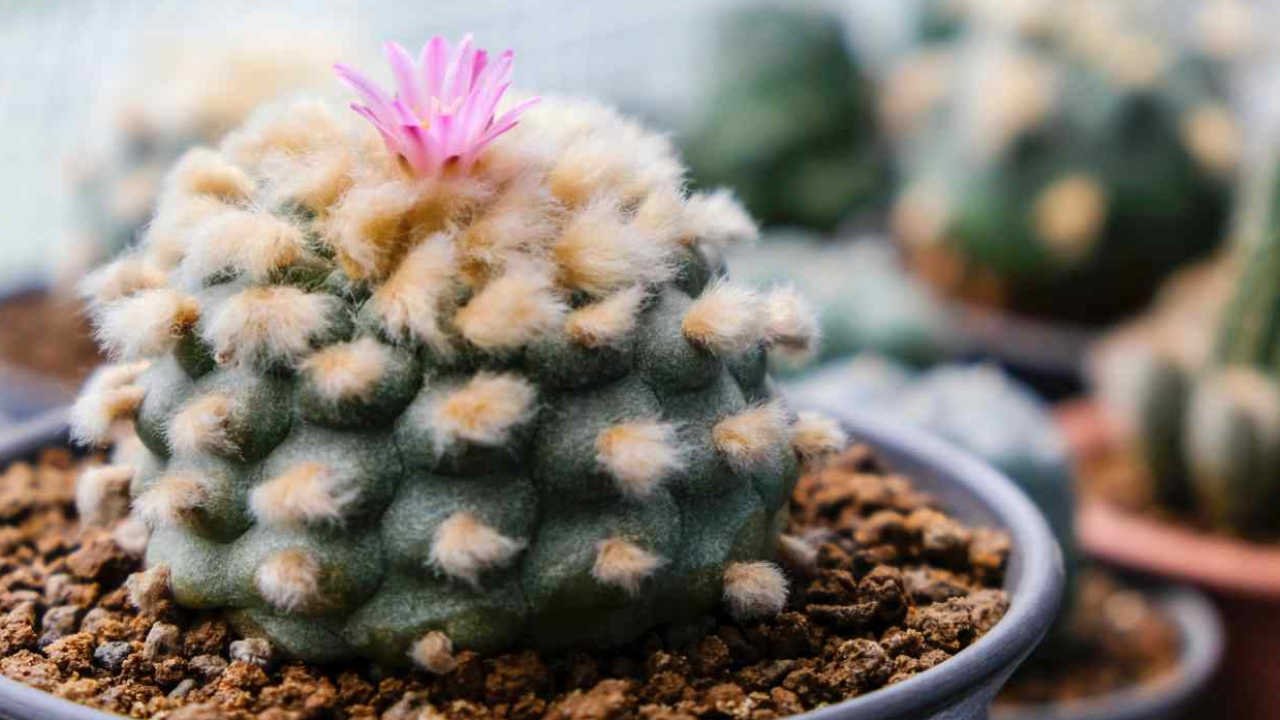 รู้จักโลโฟโฟร่า (Lophophora) แคคตัสทรงซาลาเปาสายพันธุ์ฮิต