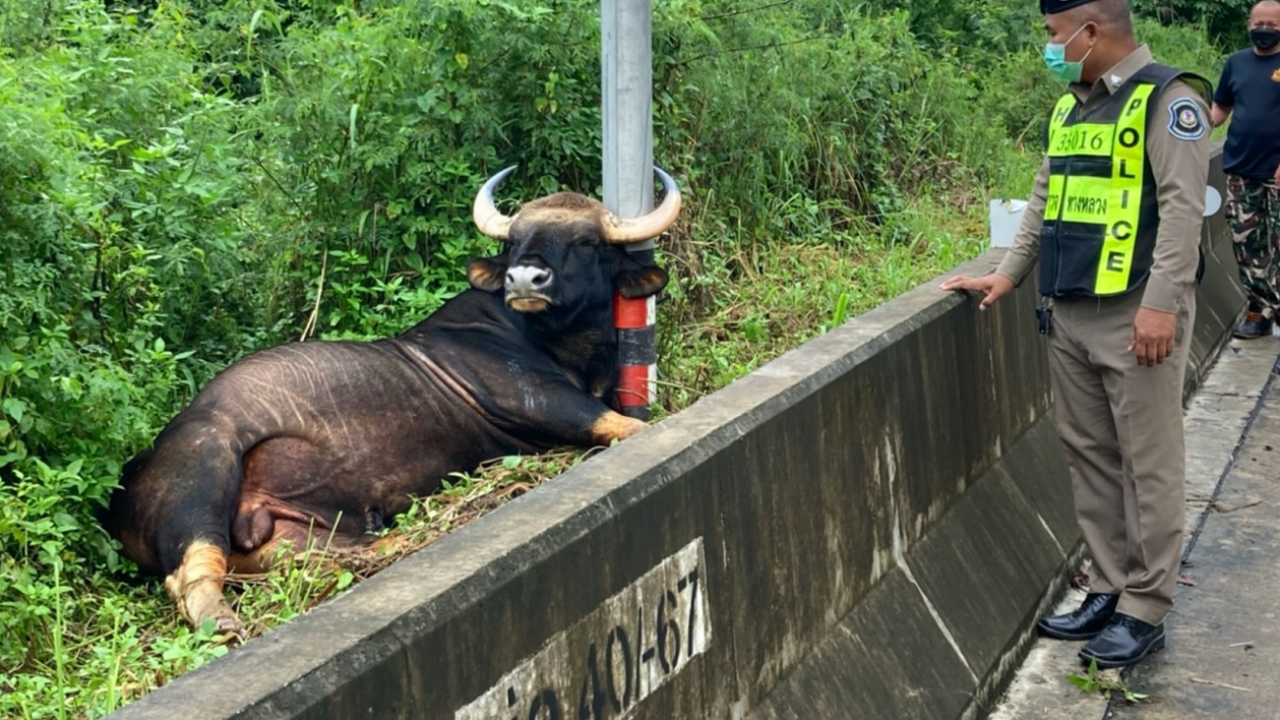 สลด กระทิงหนุ่มเขาใหญ่ ถูกไฟฟ้าช็อตตายคาเสาไฟริมทาง
