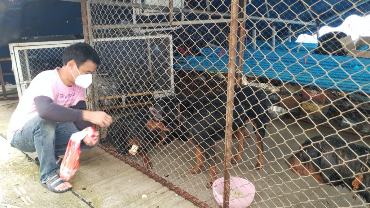 ย้ายฝูงร็อตไวเลอร์ 6 ตัวไว้ที่ อบต. หลังรุมกัดคน เจ้าของไม่มีเงินทำรั้ว