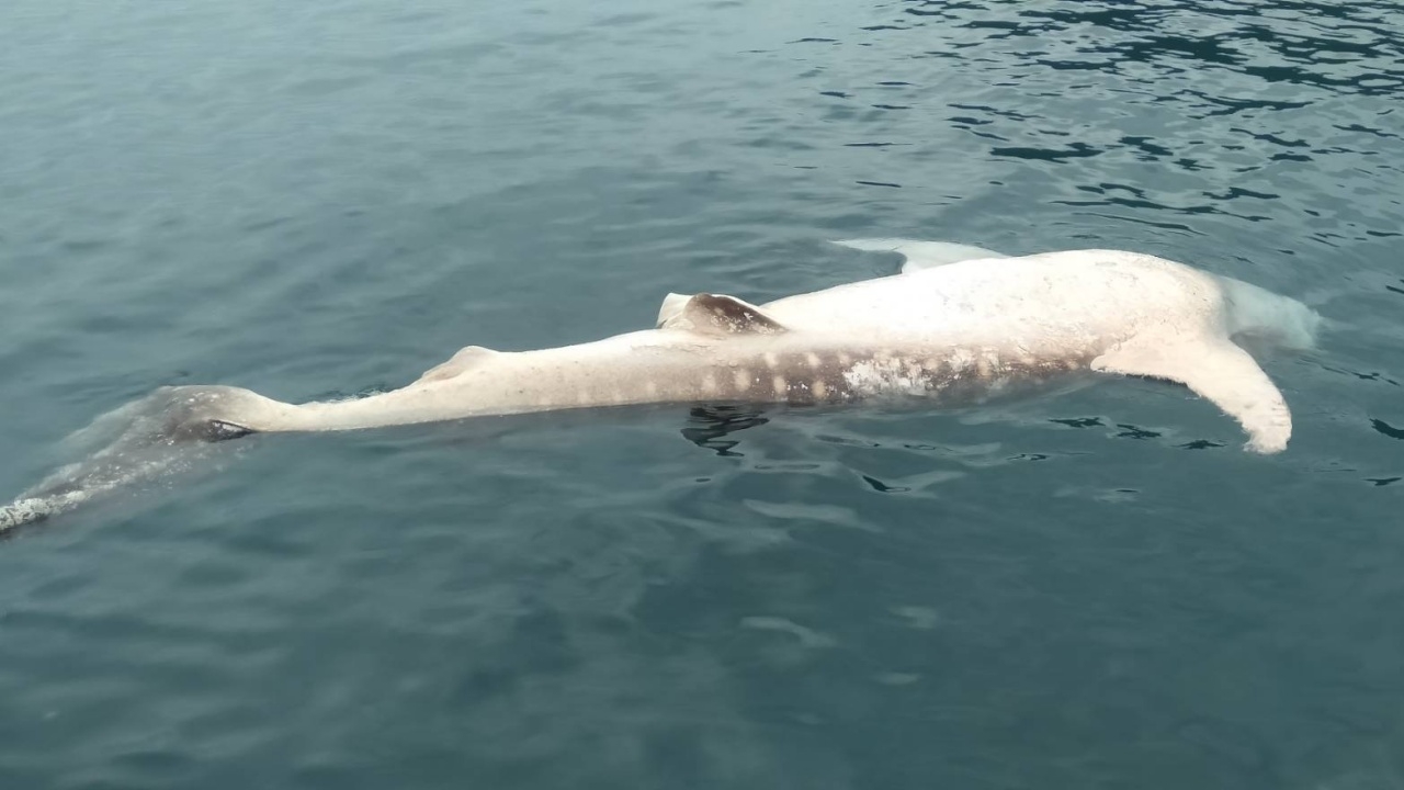 พบซาก 'ฉลามวาฬ' ยาว 5 เมตร ขึ้นอืดตายใกล้หาดเกาะเฮ จนท.เร่งหาสาเหตุ