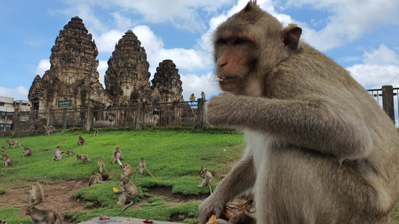 ลิงศาลพระกาฬพร้อม จ่าฝูงคุมลูกน้อง รับท่องเที่ยวหลังเปิดประเทศ