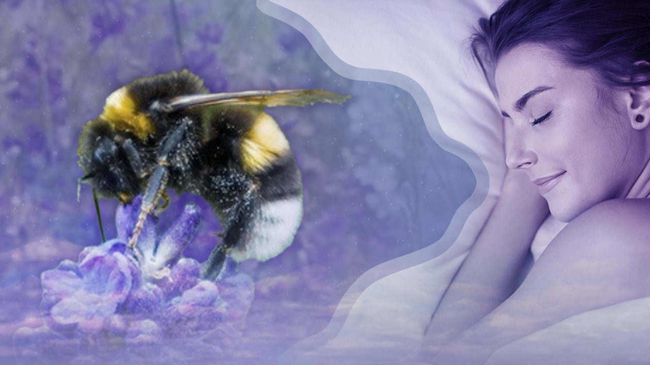 ฝันเห็นผึ้ง หมายถึงอะไร 