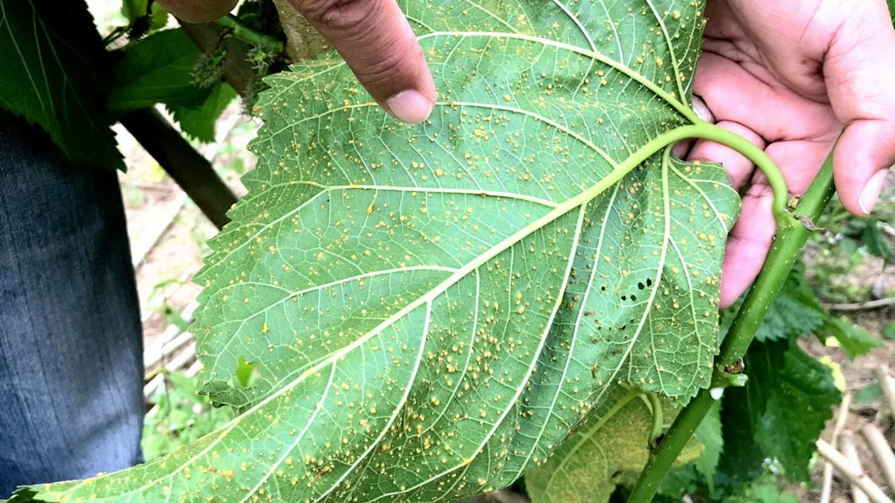 หม่อนระวังราสนิม