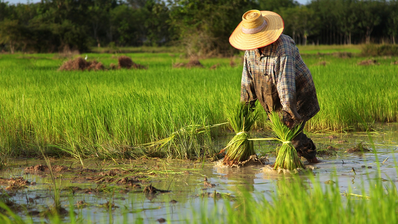 ฝันร้ายที่เจ็บลึกของชาวนาไทย